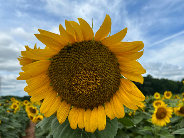 sunflower