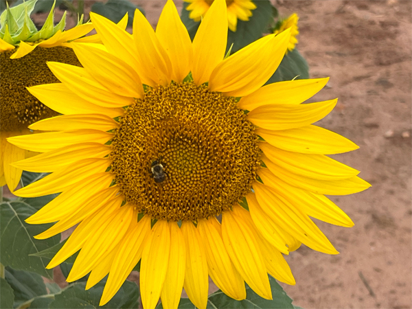 sunflower and a bee