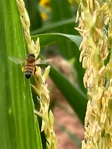 bee with its wings flapping