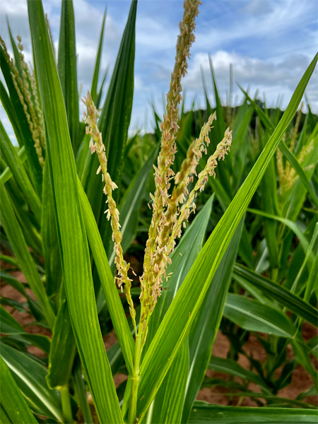 Corn-on-the-cob stalks