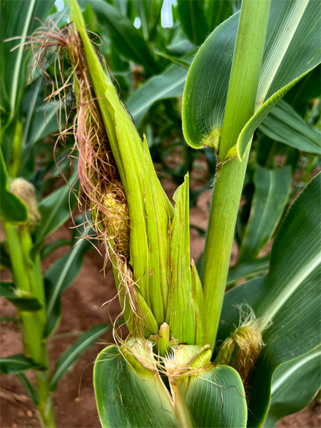 Corn-on-the-cob stalks