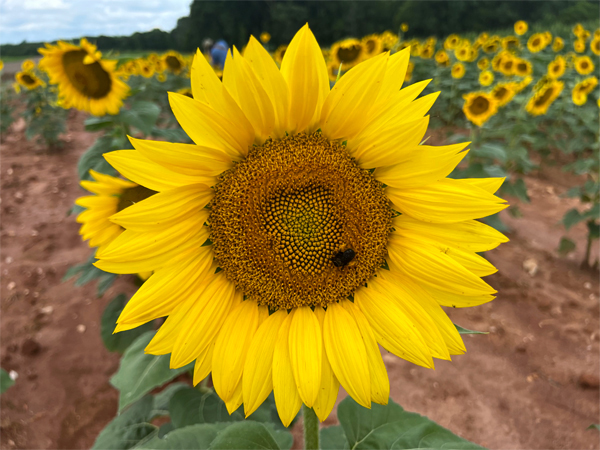 sunflower and a bee