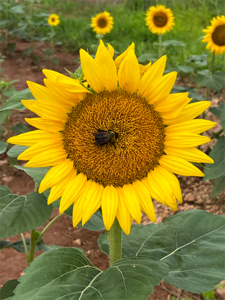 sunflower and a bee