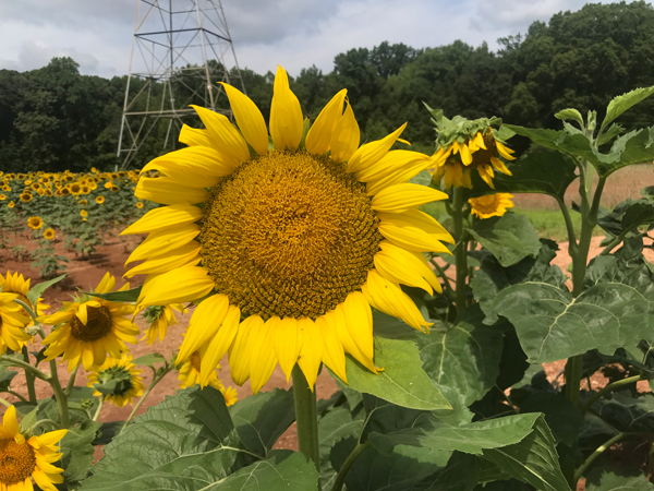 sunflowers