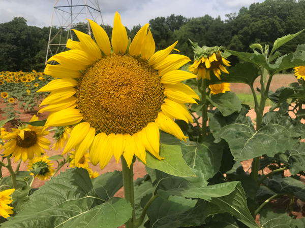 sunflowers