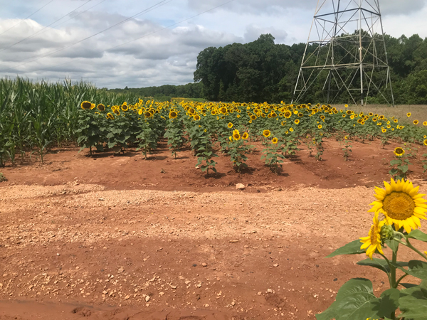 sunflowers