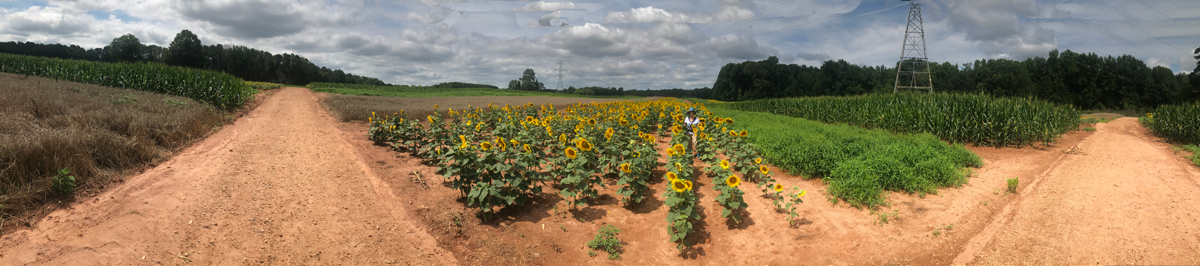 panorama, Karen Duquette and sunflowers