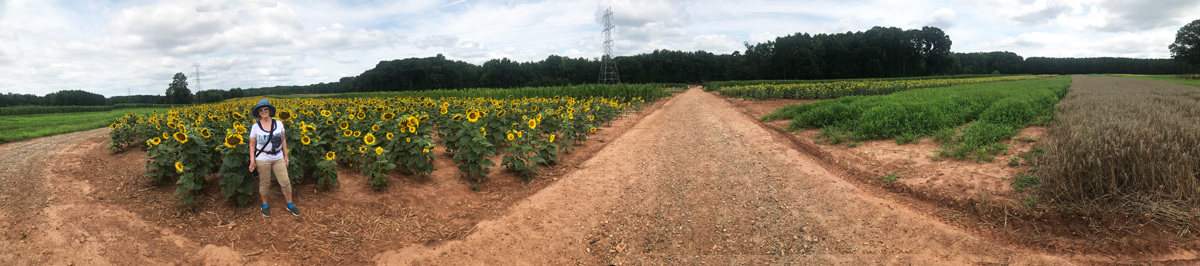 panorama, Karen Duquette and sunflowers