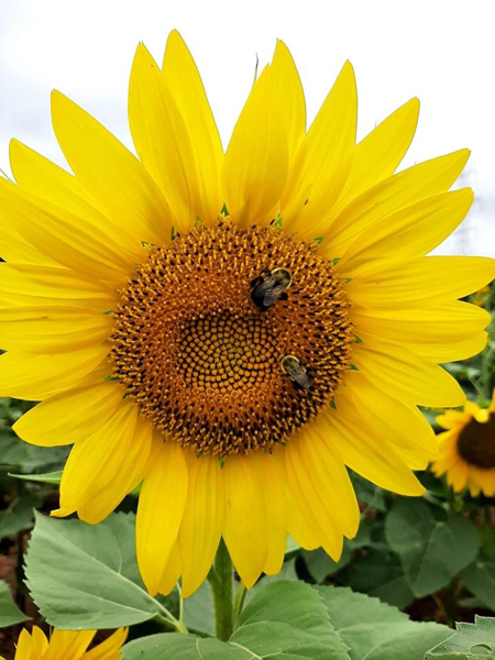 sunflower and bees