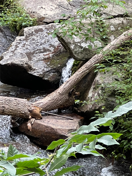 a rock taking a pee