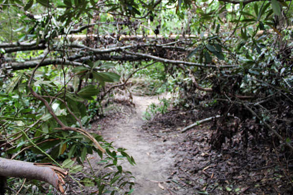 fallen tree branches