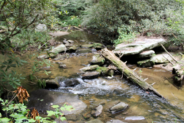 Reedy Cove Creek