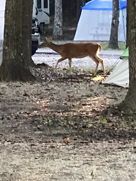 Deer in the campground