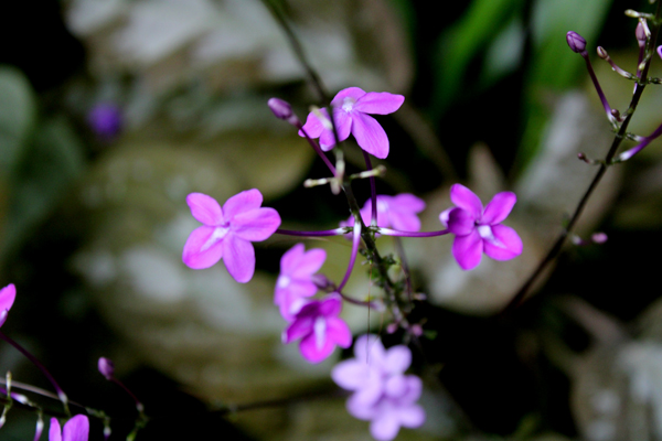 flowers in Biedenharn garden