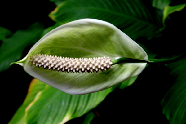 flower in Biedenharn garden