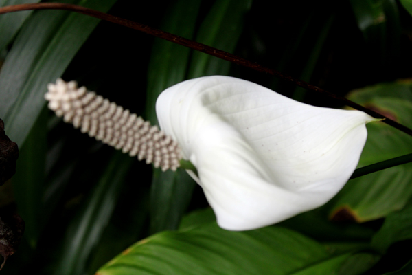 flower in Biedenharn garden