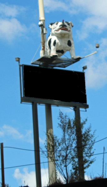 Bulldog and USA flag