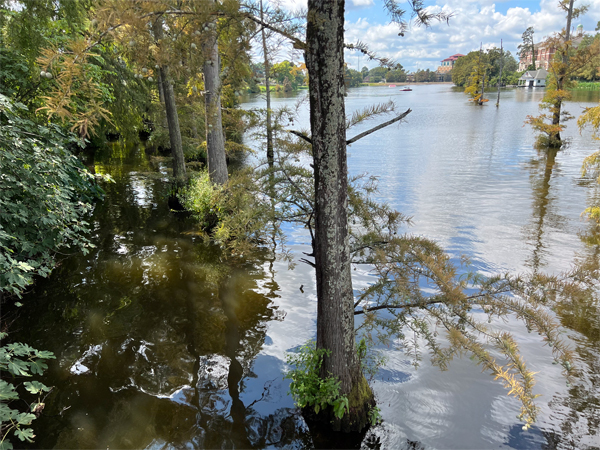 tranquil views of the Bayou DeSiard