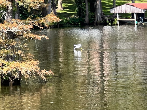 bird on the water