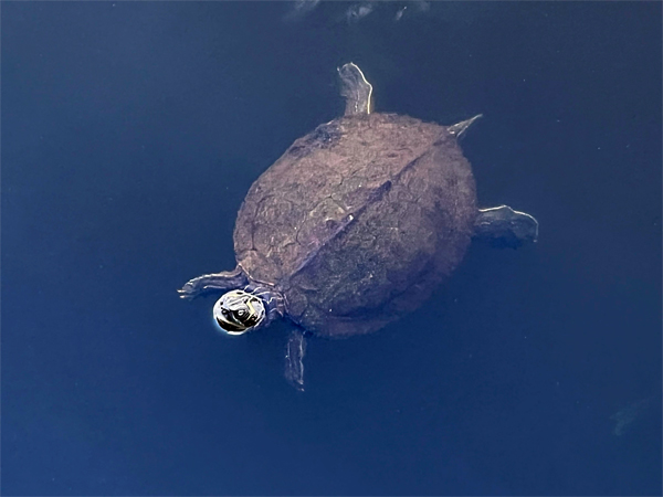 turtle