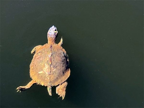 turtle