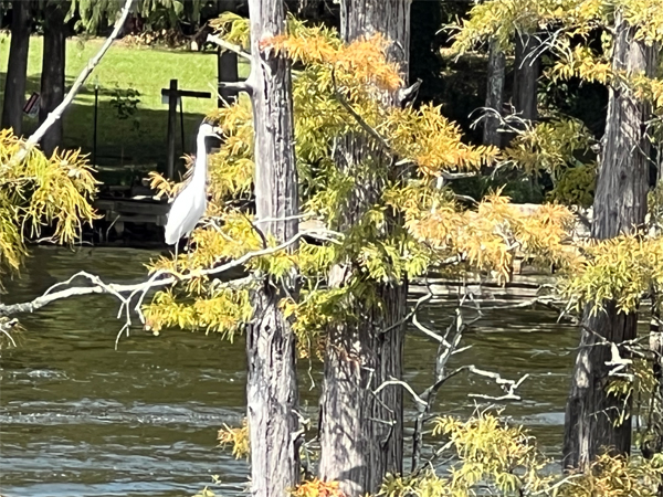 bird in the tree