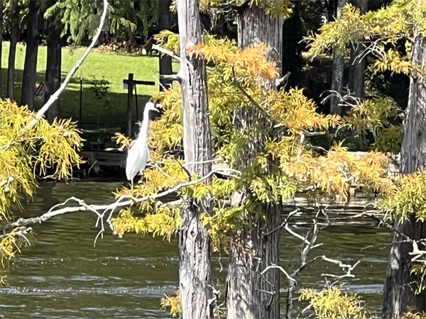 bird in the tree