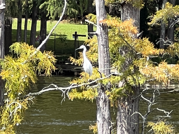 bird in the tree