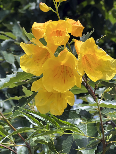 flowers at Chihauhaun Desert Nature Center