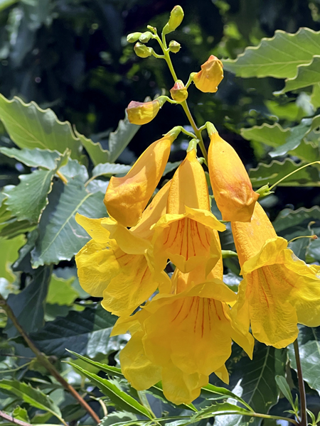 flowers at Chihauhaun Desert Nature Center