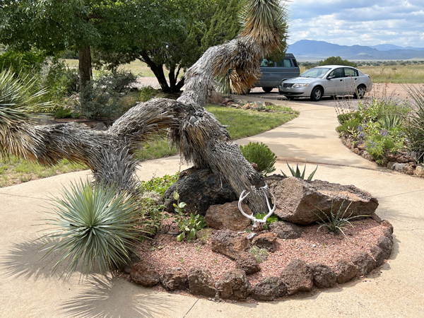 Chihauhaun Desert Nature Center