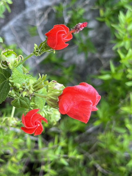 flowers at Chihauhaun Desert Nature Center