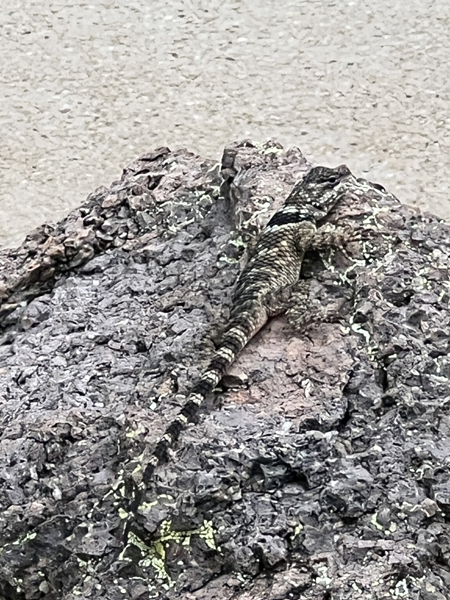 small liazard on a big rock