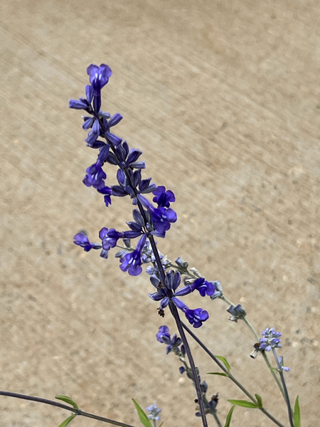 flower at Chihauhaun Desert Nature Center