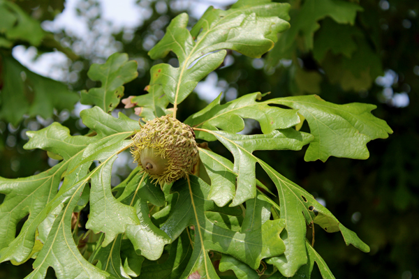 nuts from the tree