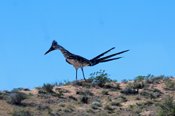 roadrunner statue