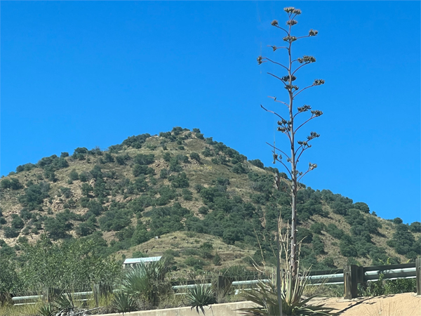 mountain in Bisbee