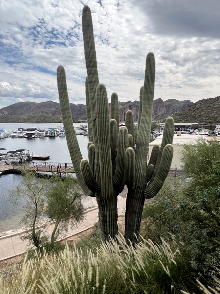 large cacti