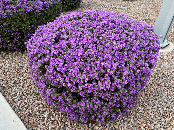 purple flower bush