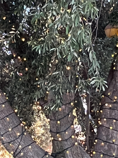 tree with white light