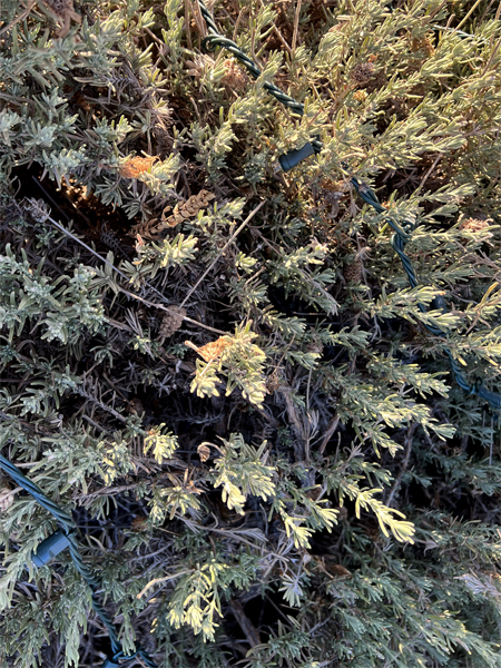 Spanish Lavender