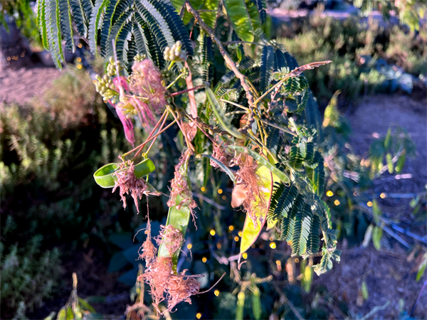 pink flowers