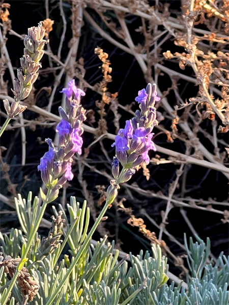 lavender flower