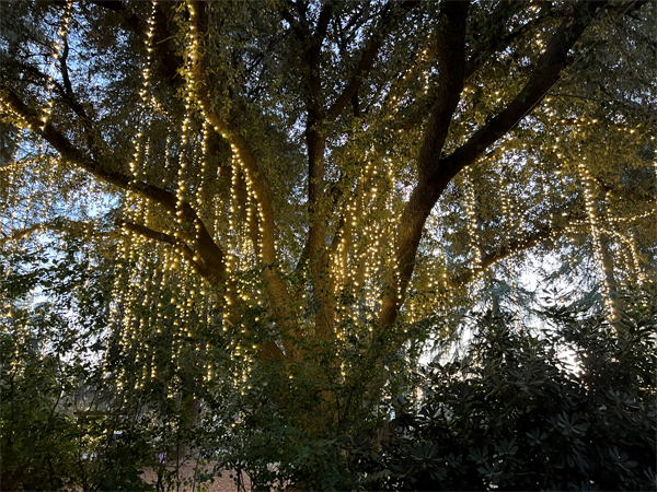 one big tree full of lights