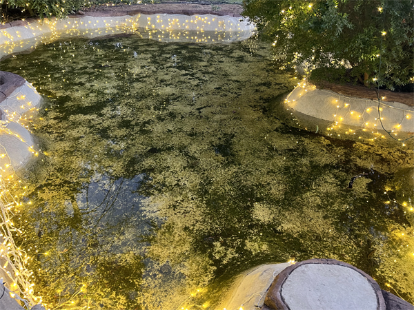 lights reflecting in a pond