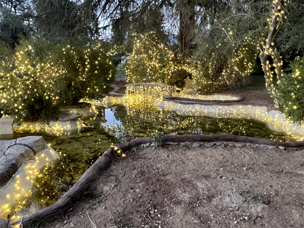 lights reflecting in a pond