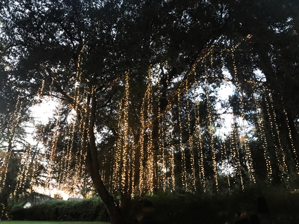 one big tree full of lights