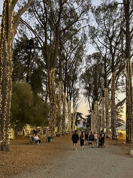 path with lit trees on each side