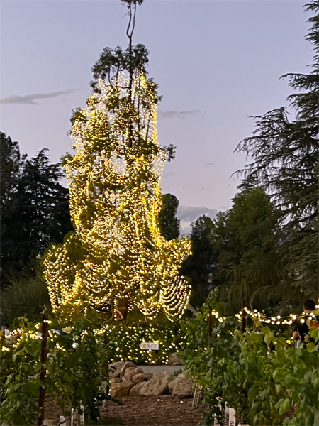 lights on a tall tree