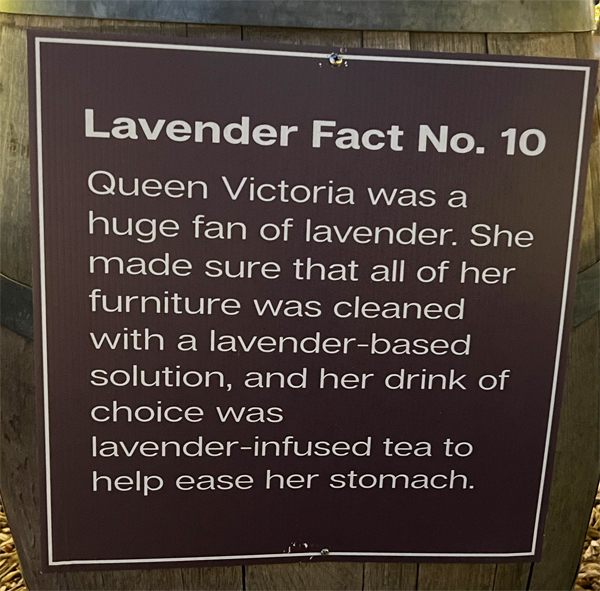 Lavender fact 10